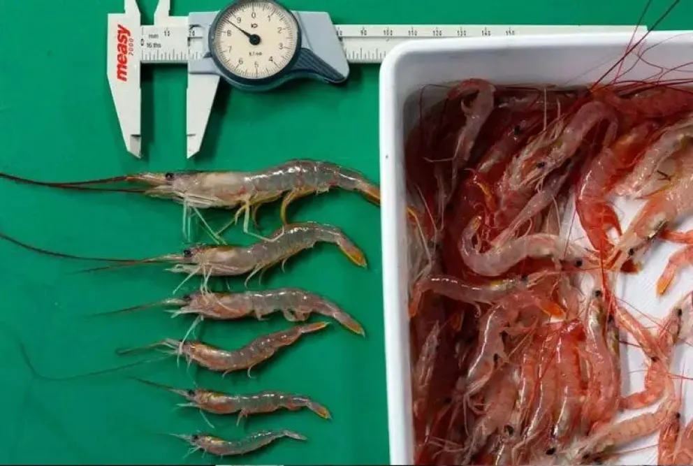Comenzó la prospección del langostino