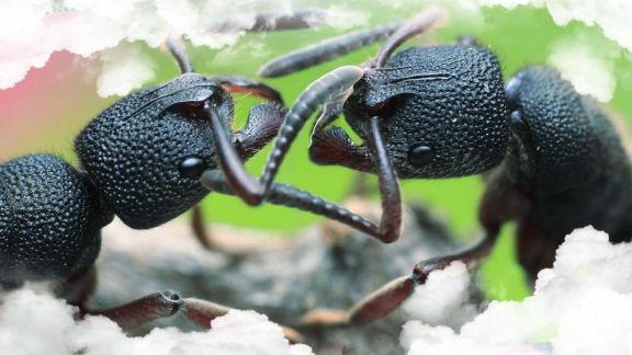 Las hormigas carnívoras