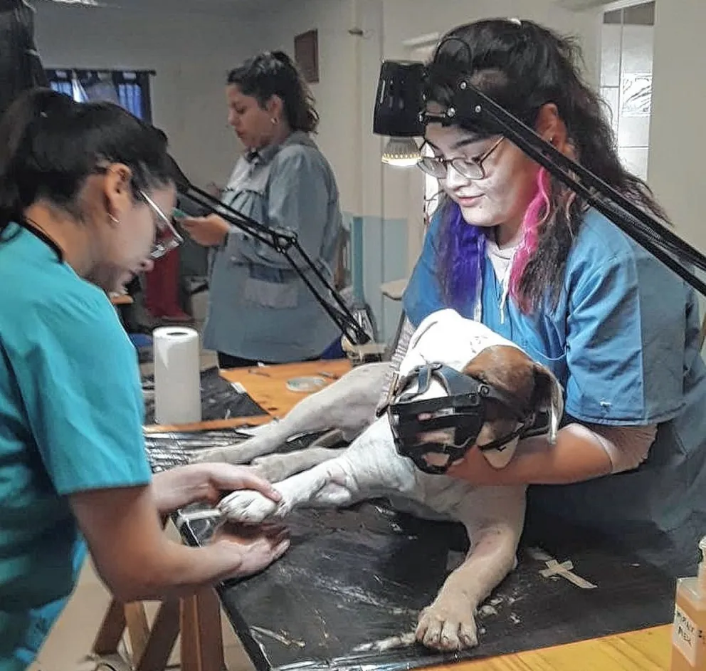 ALMA organiza una jornada de castración masiva hoy en el barrio La Floresta