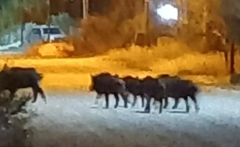 Los jabalíes invadieron Las Grutas en un paseo nocturno