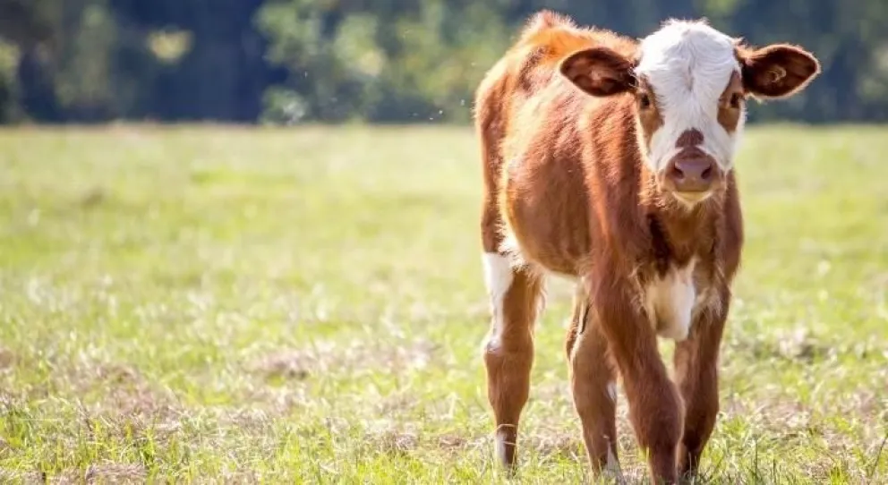 Faenaron y vendieron la carne de un animal que tenía rabia: preocupación en todo un pueblo