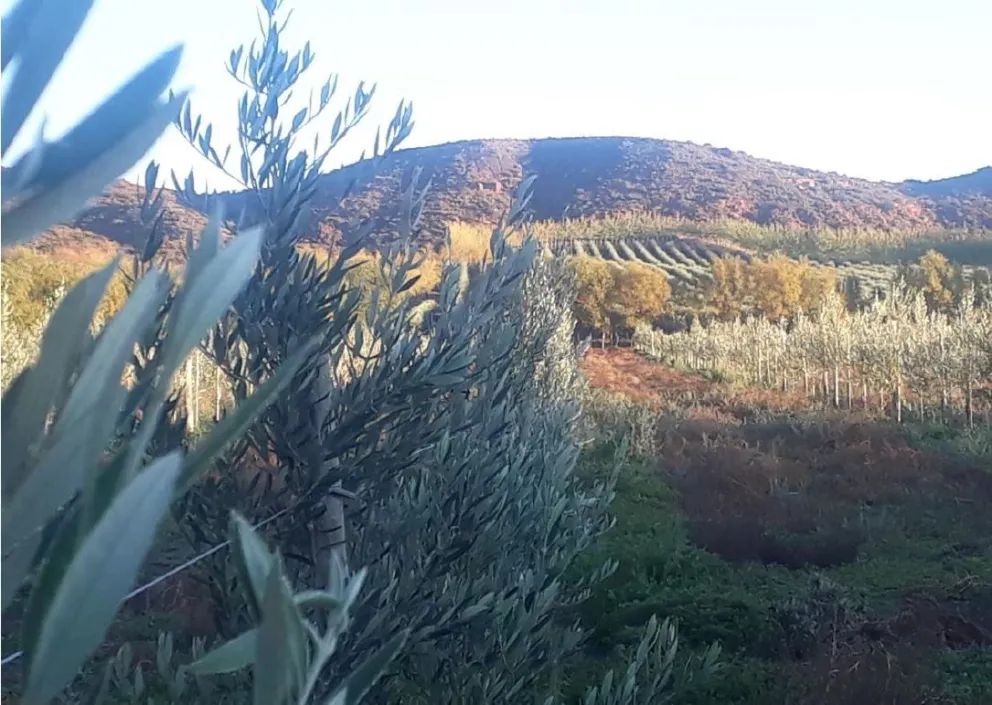 Cómo contribuyen los olivos al medio ambiente en la Patagonia