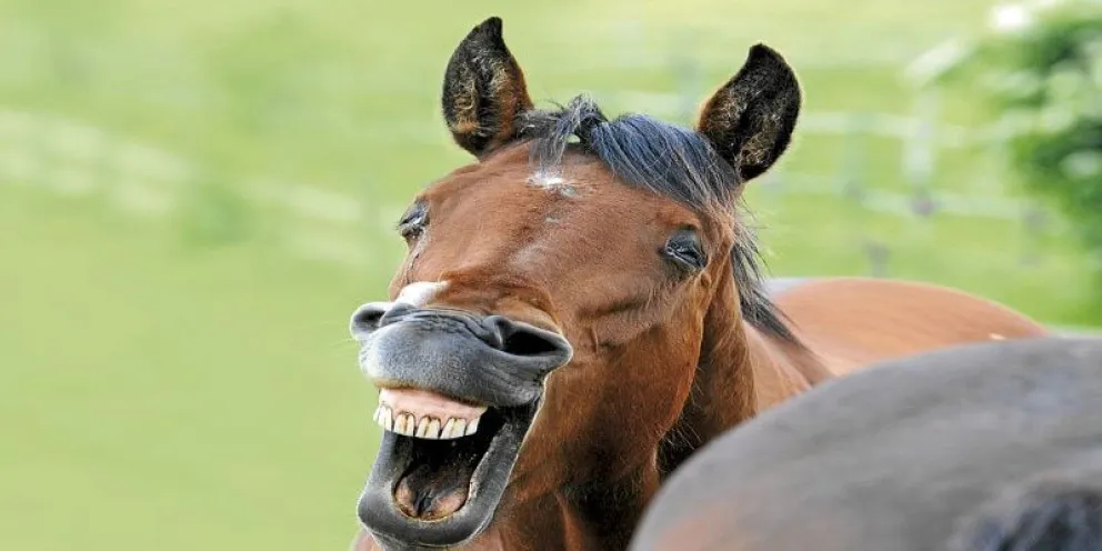 Increíble: compró un caballo estando borracho y ahora pide ayuda porque "no tiene dónde ponerlo"