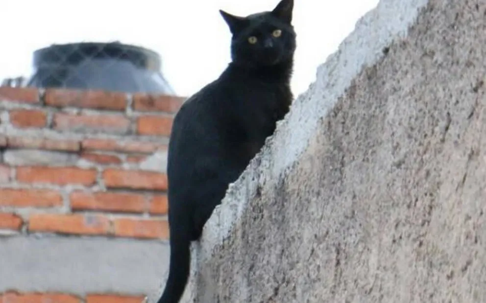 Rituales y sacrificios animales: una práctica que persiste a pesar de las prohibiciones