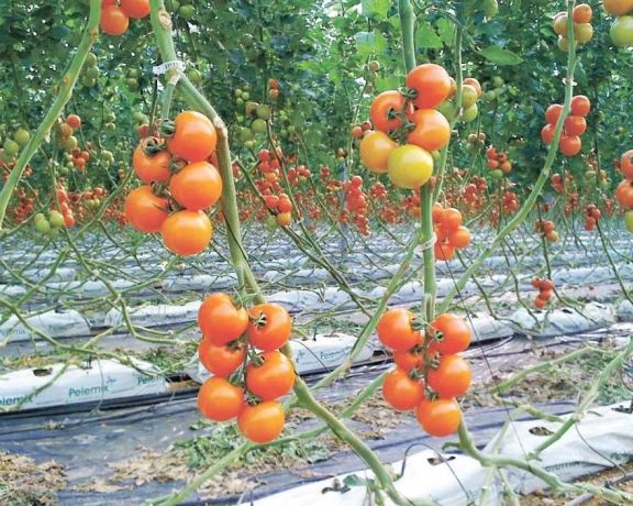 Las heladas podrían afectar plantaciones de tomate, morrones, entre otros productos 