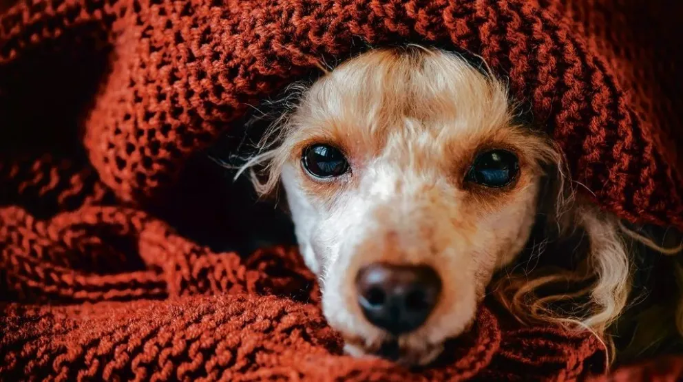 Mascotas: qué cuidados debemos tener con los peludos de la casa para protegerlos del frío 