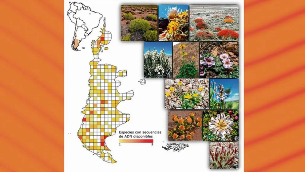 Evalúan los efectos de la actividad humana sobre la diversidad genética de las plantas patagónicas