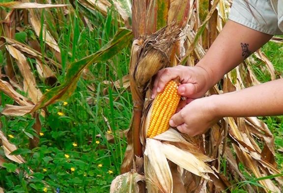 Hay fuerte intención de siembra de maíz en el Norte misionero