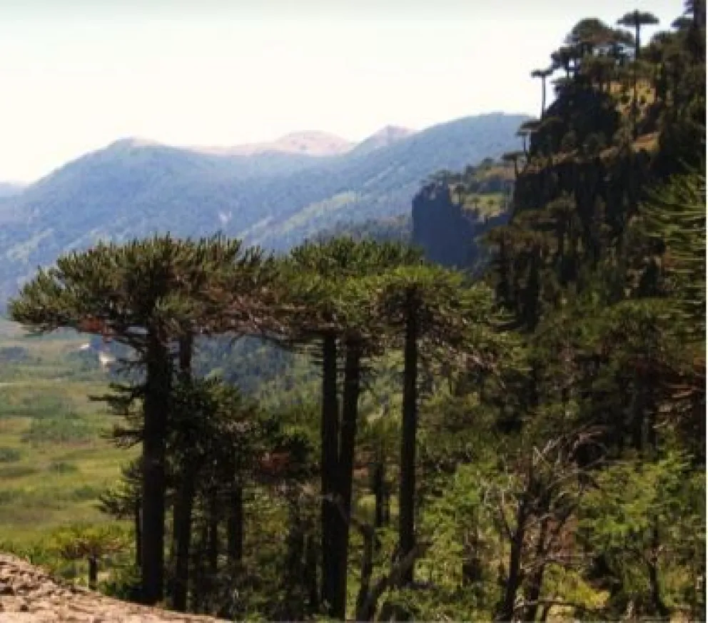 Grupo Árbol: la identidad de las Araucarias, Coihues y Cipreses…