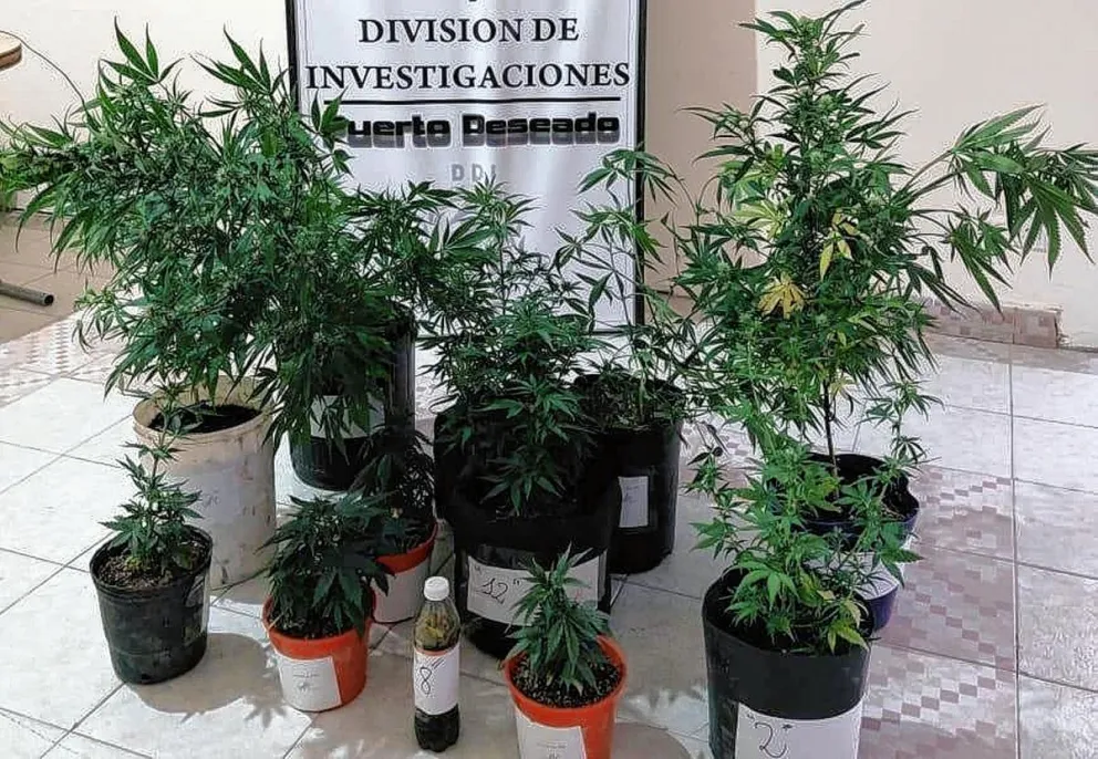 La DDI de Deseado realizó allanamientos por robo y encontró un invernadero con plantas de marihuana
