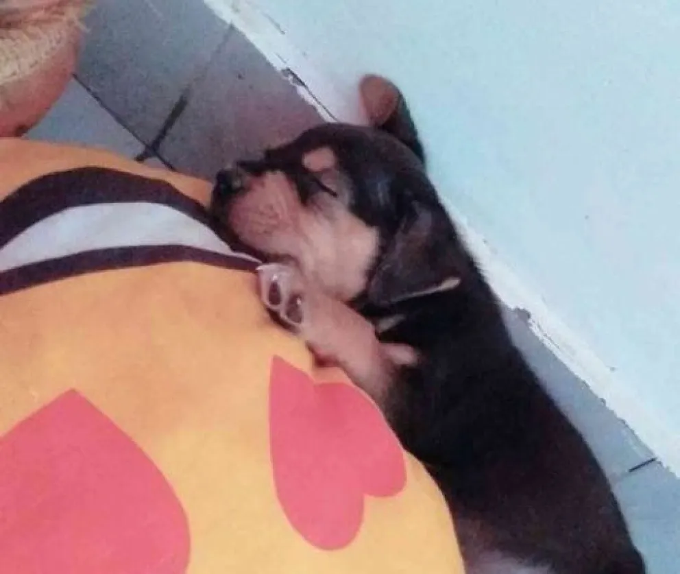 Continúa la búsqueda del hombre que mató de un balazo al perro “Nerón”