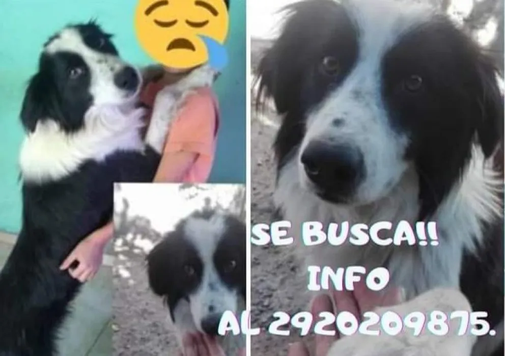 Buscan a un perro terapéutico perdido en Viedma: “Mi hijo lloró toda la noche”