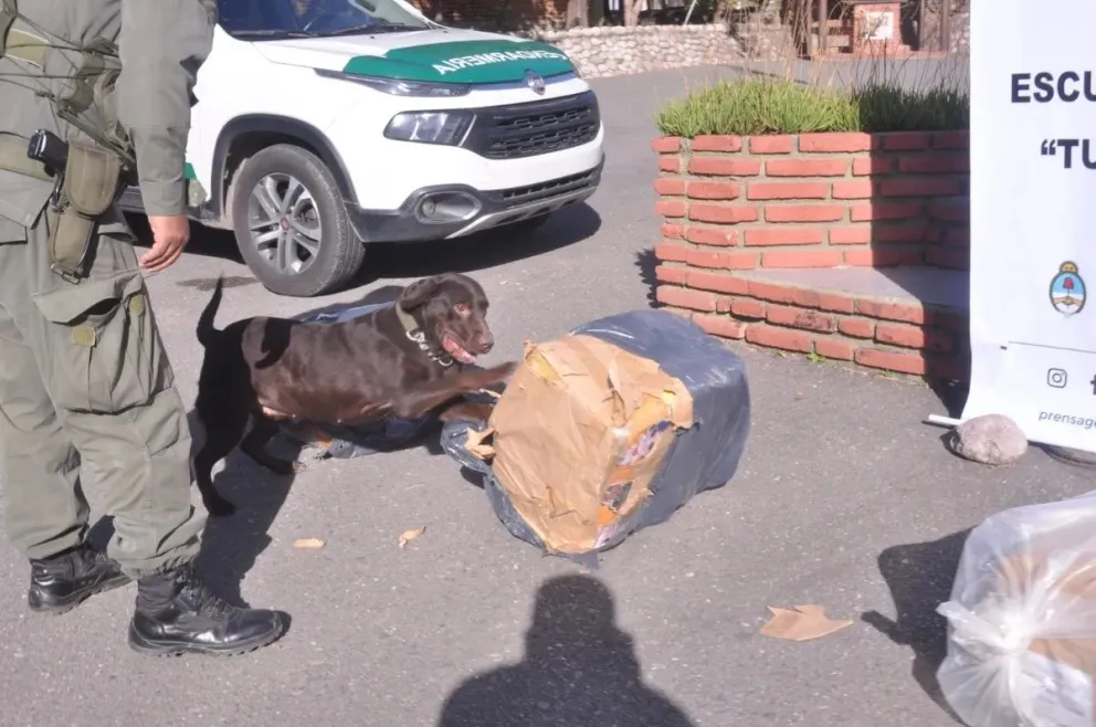 cocaina en encomiendas