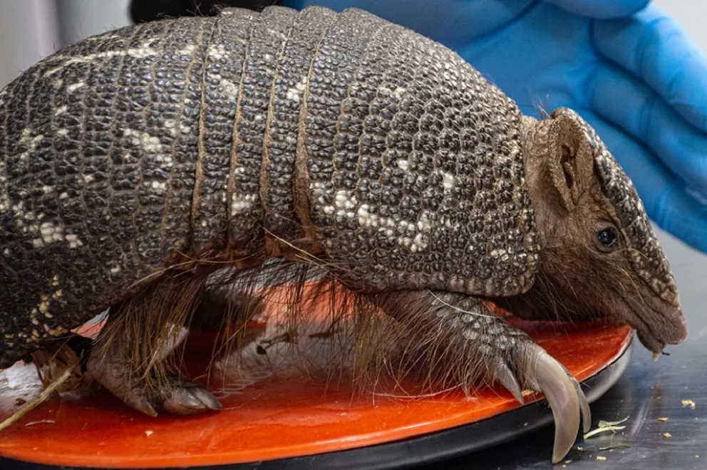 Policía Ambiental de Córdoba recuperó un mataco bola que viajó desde San Luis