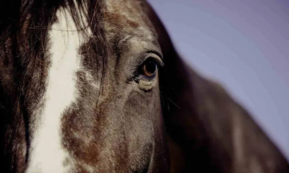 Caballo