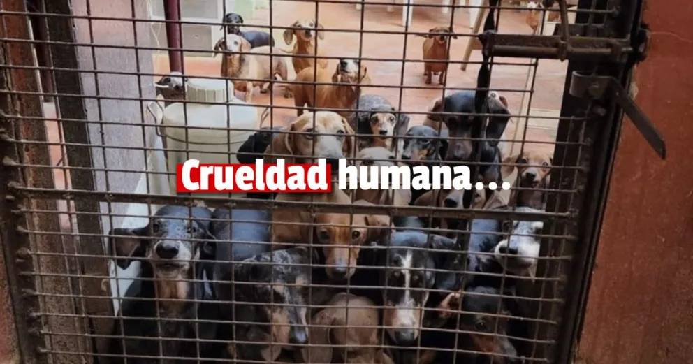Crueldad humana...