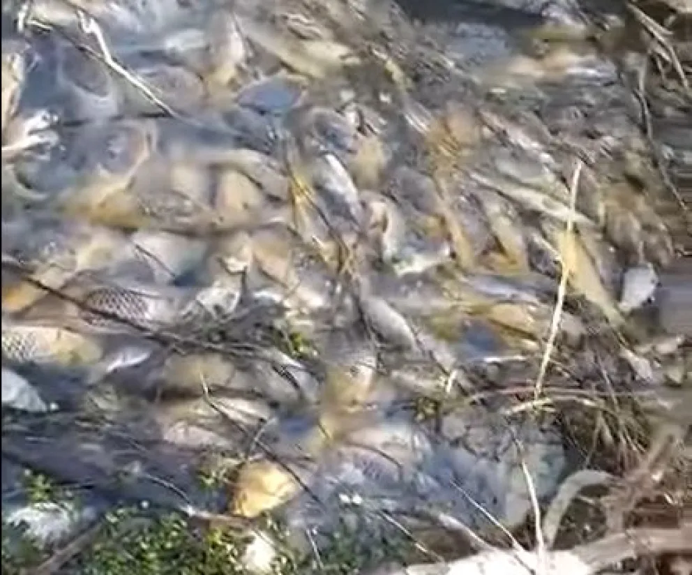 Preocupa la sequía en la región: hallaron miles de carpas muertas en un brazo seco del río