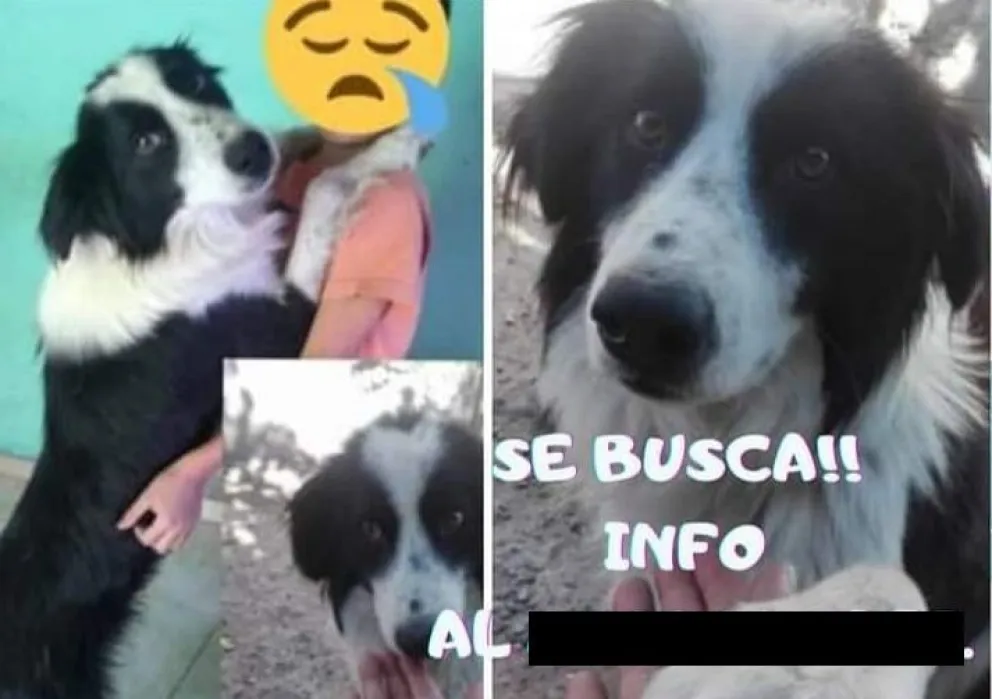 Apareció Mosho, el perro terapéutico que estaba desaparecido en Viedma: “Gracias a toda la gente”