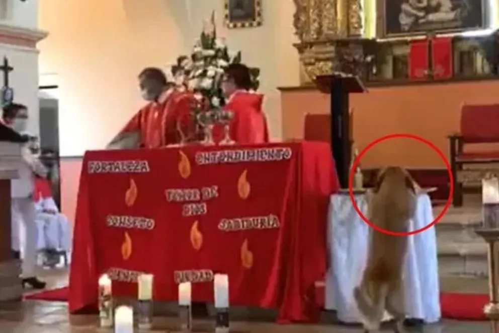 Viral: un perro entró a misa y se robó el pan del altar, mirá el video 