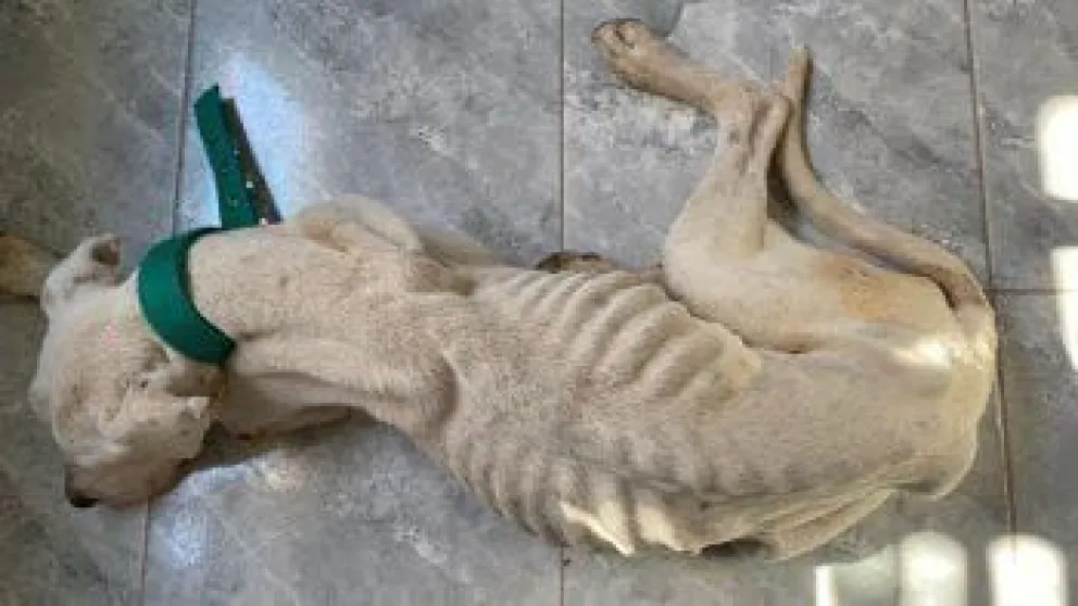 Formularán cargos al anterior dueño de "Marcus", el perro encontrado en estado de desnutrición extrema