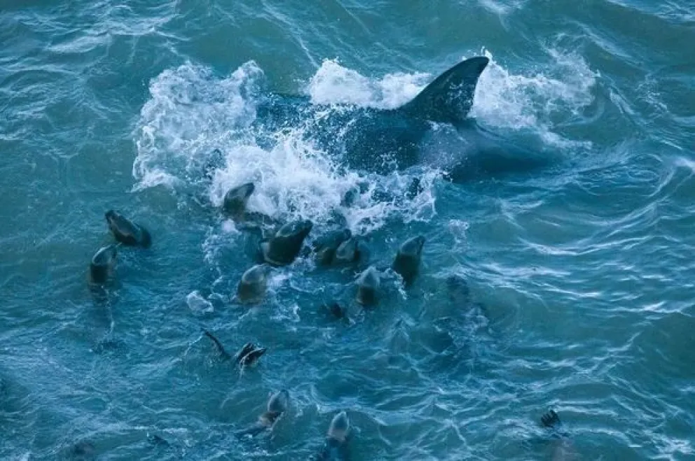 Las orcas llegaron a La Lobería y comenzaron la temporada de caza