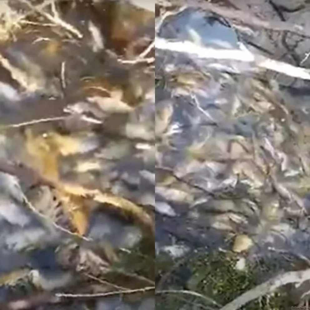 Impresiona la mortandad de carpas a la vera del río Negro producto de las sequías 