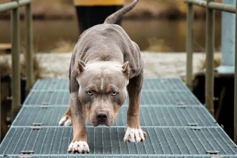 Trágico: una mujer murió de un infarto luego de que un pitbull intentara atacar a su hijo