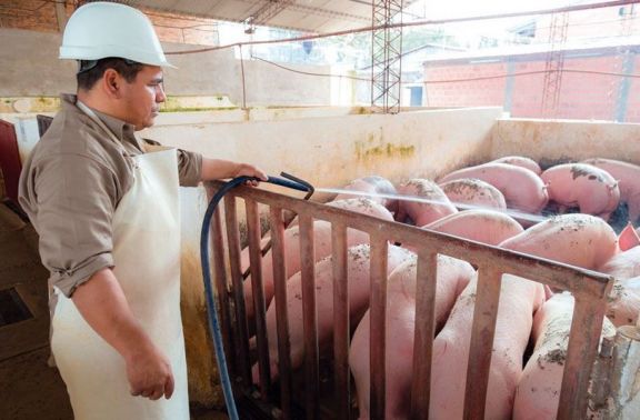 Afectadas por la importación, cooperativas buscan aumentar la producción de cerdo en Misiones