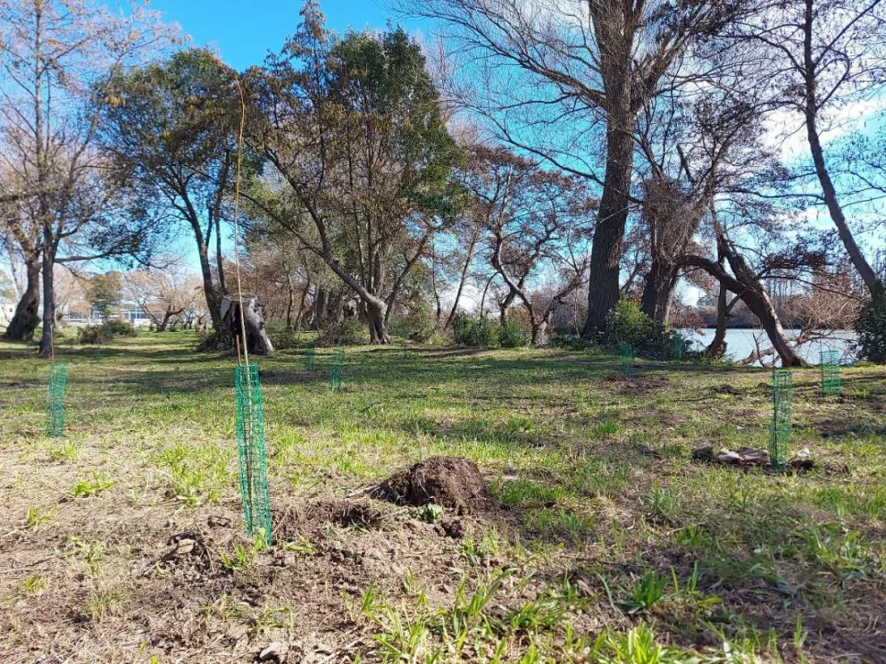 Viedma y una fuerte apuesta a la forestación