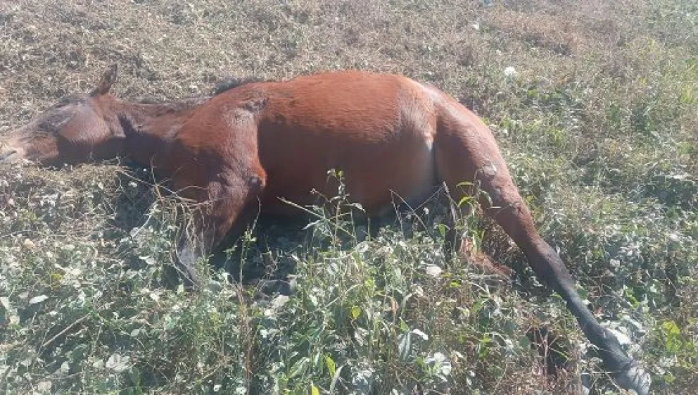 Cada vez hay más maltrato animal en la provincia