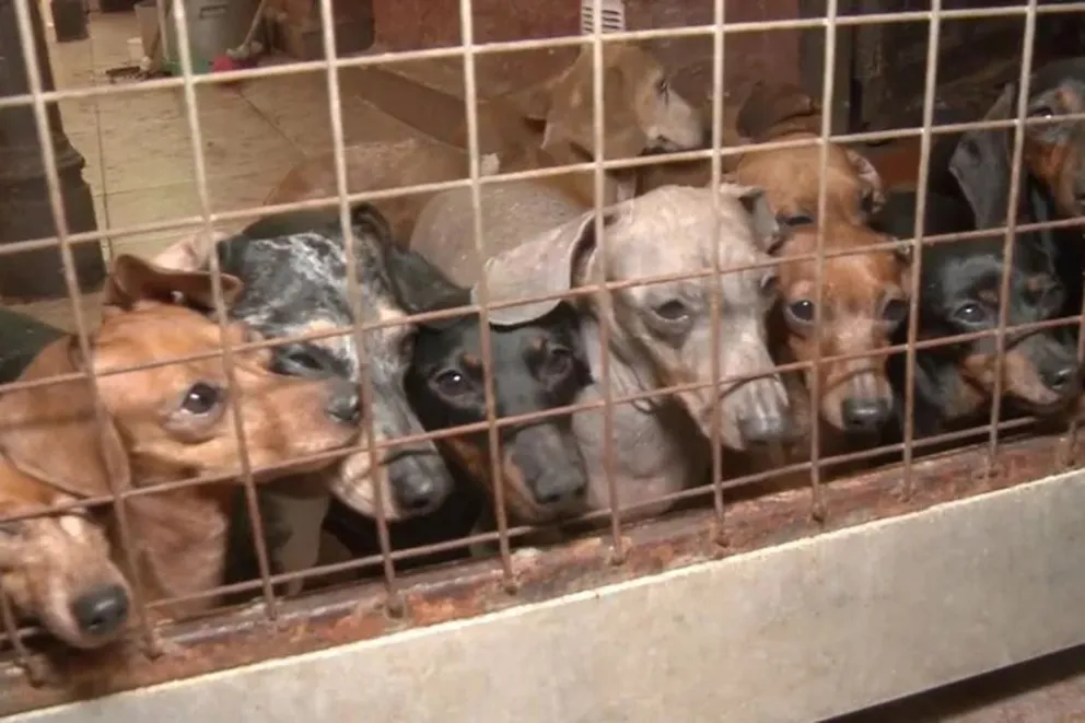 Rescataron más de 50 perros salchichas de un criadero ilegal