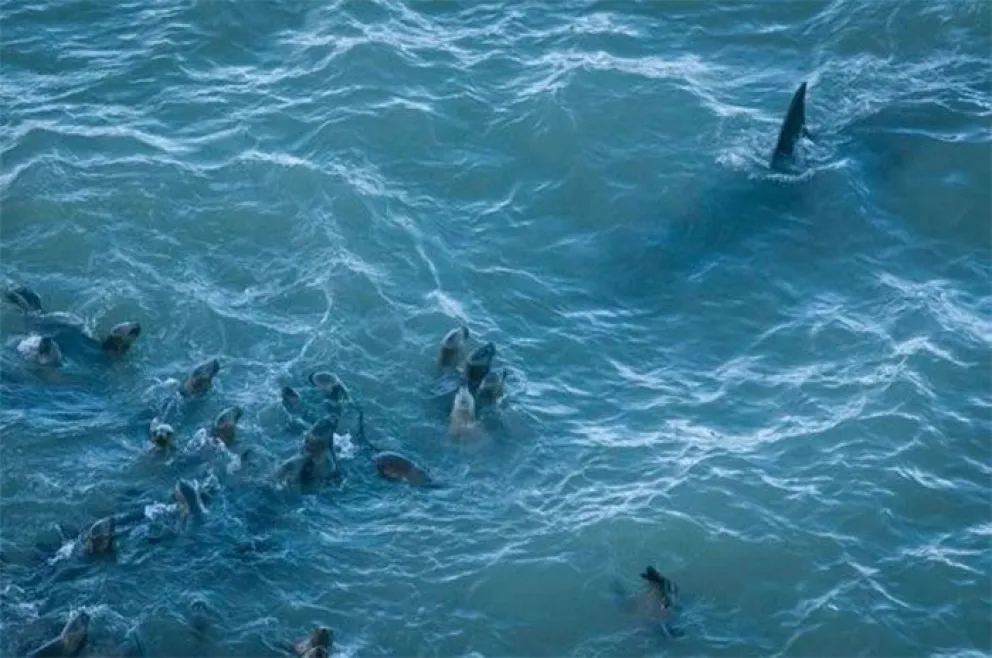 Las orcas llegaron la costa rionegrina y comenzaron la temporada de caza