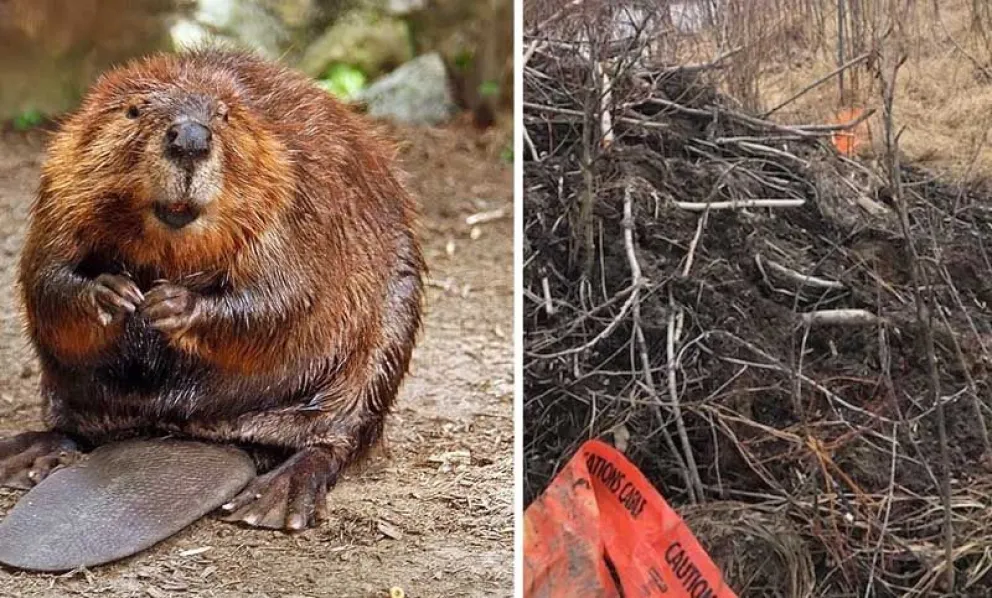Insólito: un castor dejó sin Internet a 15 ciudades 