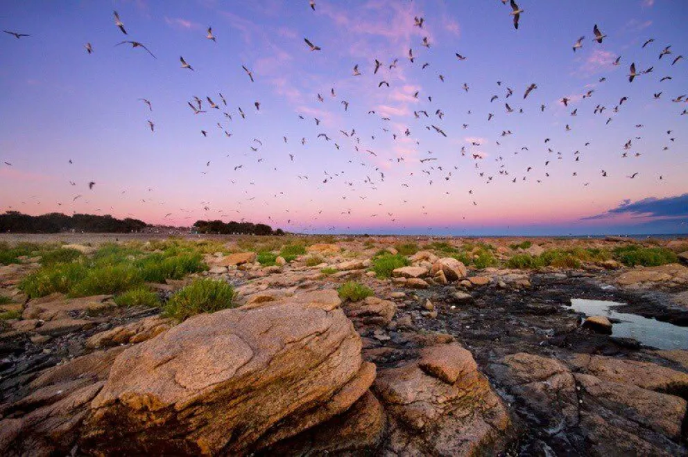 Es ley: se creó el Parque Nacional Islote Lobos