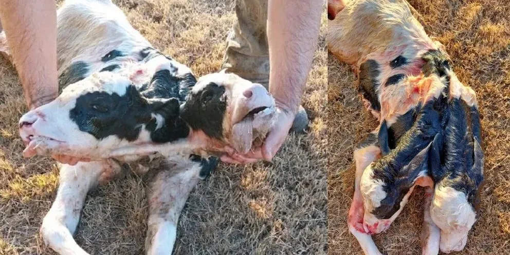 Sorpresa: nació un ternero con dos cabezas en Córdoba