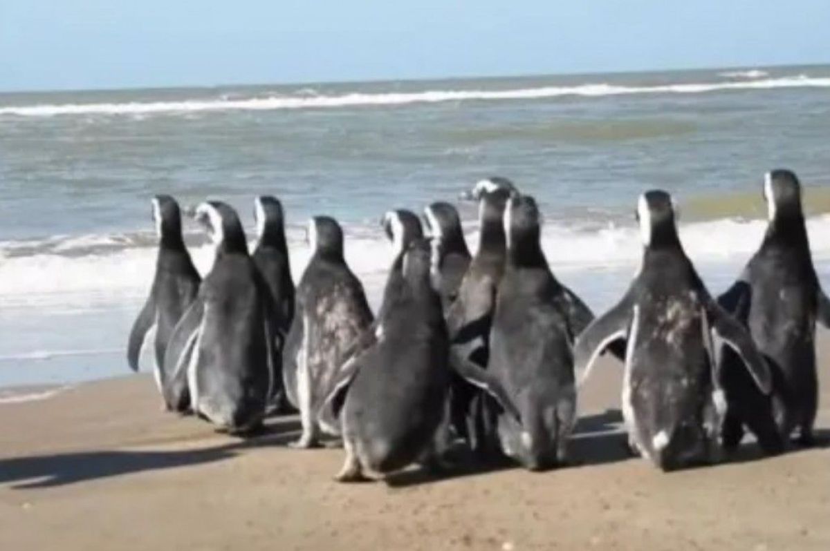 Tras ser rehabilitados por cuadros de desnutrición,12 pingüinos regresaron al mar