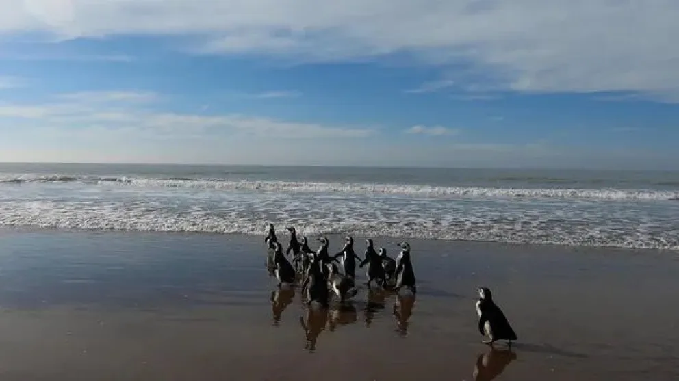 Video: 12 pingüinos magallánicos regresaron al mar tras ser rehabilitados