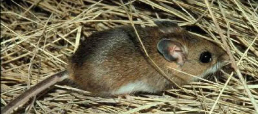 Preocupación por el aumento de casos de Fiebre Hemorrágica Argentina