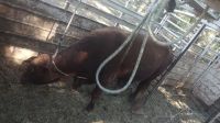 Recuperaron a un bovino en la ciudad de Fernández 