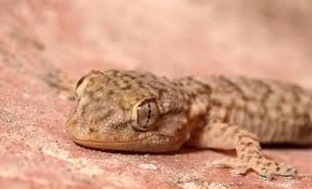 El Museo de Ciencias roquense se posiciona cada vez más como referencia científica