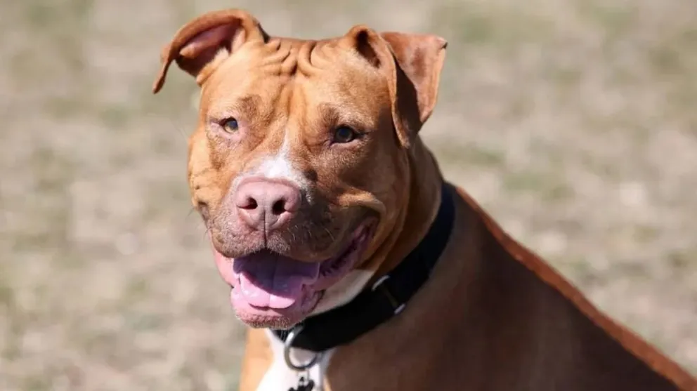 Alerta y miedo en Patagones por un pitbull suelto: mordió a un nene y a un perro