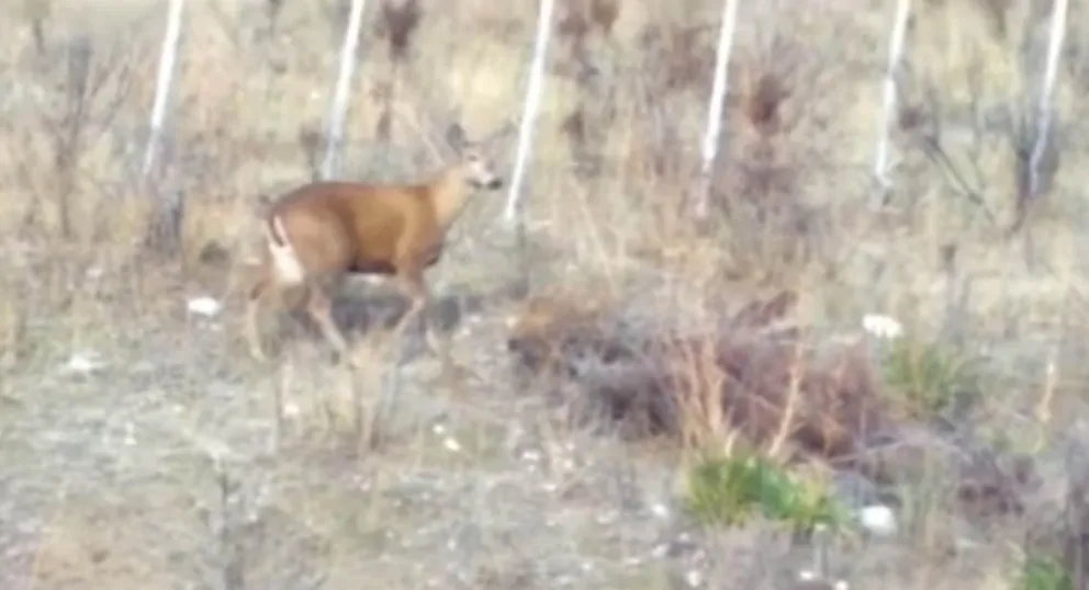 Alertan a vecinos de la Comarca Andina por la presencia de una hembra huemul