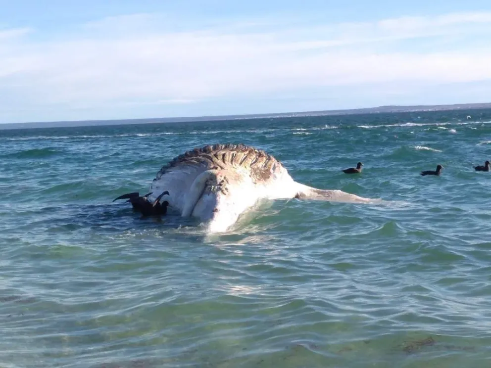 Una ballena jorobada murió y quedó varada en costas de Punta Villarino