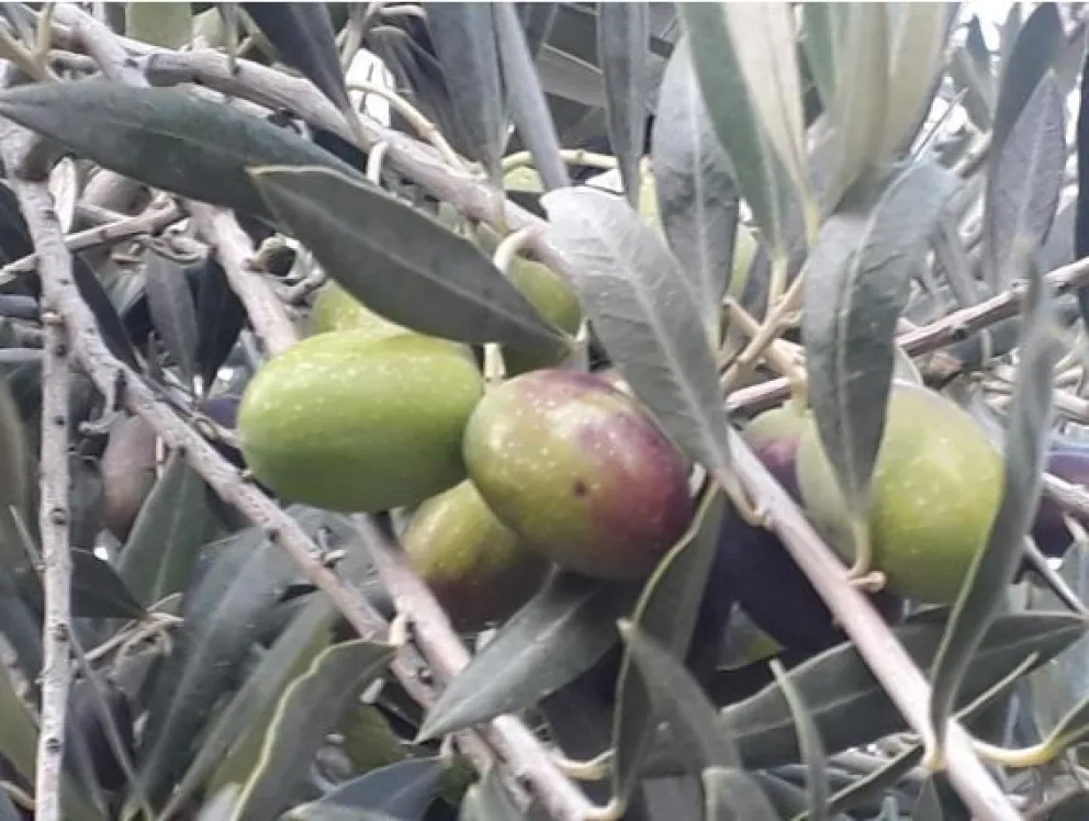Reglamentaron la Ley de Agricultura Familiar