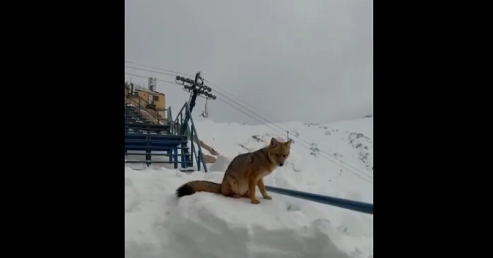 El famoso zorrito de Catedral fue visto en Punta Princesa