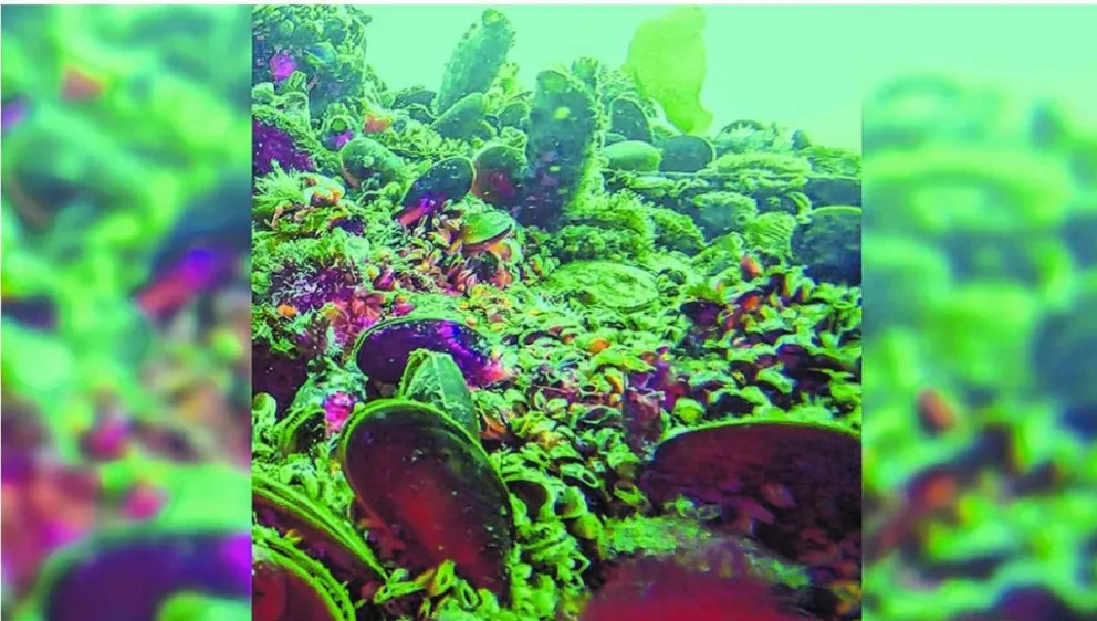 Los moluscos bivalvos: un “archivo” de la historia de los ambientes marinos _