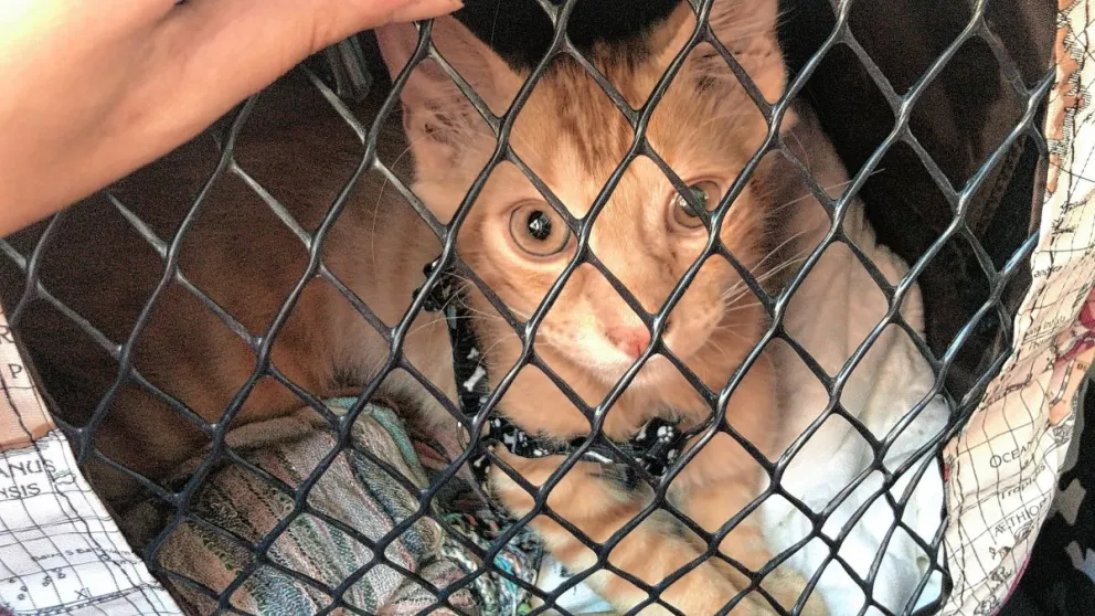Mini guía para viajar con tu gato en avión
