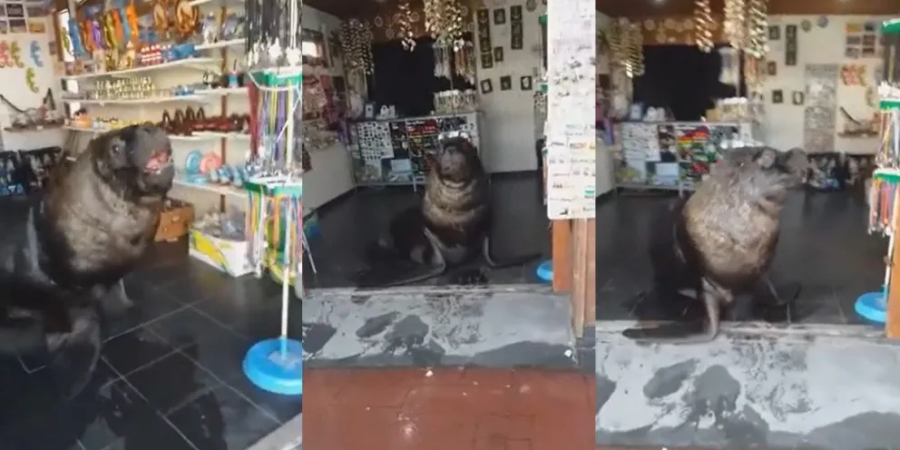 Video: un lobo marino se metió en un comercio y se volvió viral en las redes