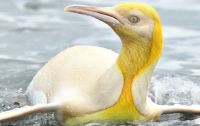 Un  hermoso pingüino amarillo es observado en la Antártida por primera vez