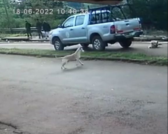 Jardín América: camioneta de la cooperativa de agua atropelló a un perro y lo dejó tirado en medio de la calle